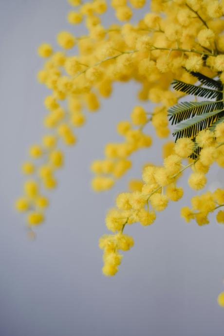 Mimosa