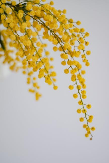 Close-up of delicate yellow mimosa flowers against a white background in Helsinki, Finland.