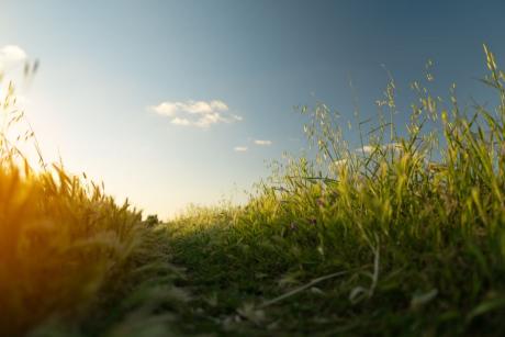 Capture of a tranquil grass field under a clear sky during sunset in Rabat, Morocco.