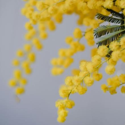 Mimosa