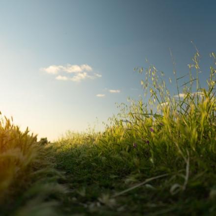 Capture of a tranquil grass field under a clear sky during sunset in Rabat, Morocco.