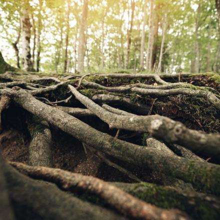 Close-up of tree roots in a sunlit forest, showcasing natural textures and greenery.