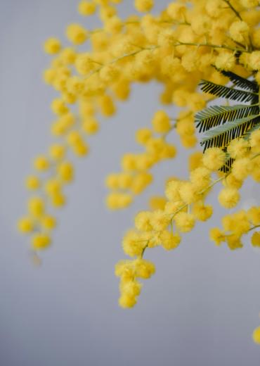 Mimosa