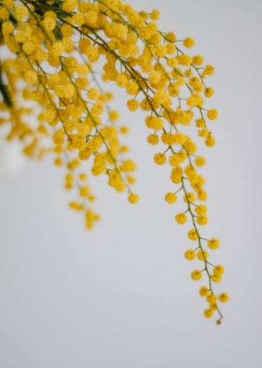 Close-up of delicate yellow mimosa flowers against a white background in Helsinki, Finland.